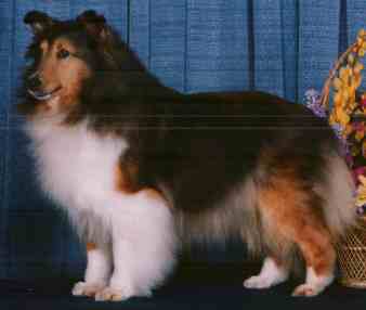 Ch. Barwoods Casual Affair, ROMC