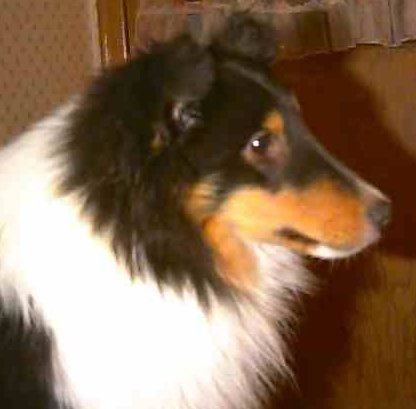 {short description of image}